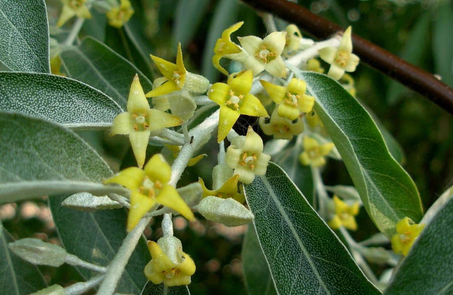 <i>Elaeagnus angustifolia</i> L.