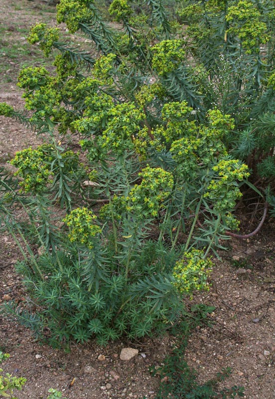 <i>Euphorbia pithyusa</i> L. subsp. <i>cupanii</i> (Guss. ex Bertol.) Radcl.-Sm.