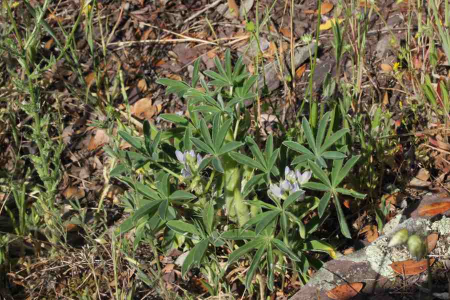 <i>Lupinus albus</i> L. subsp. <i>graecus</i> (Boiss. & Spruner) Franco & P.Silva