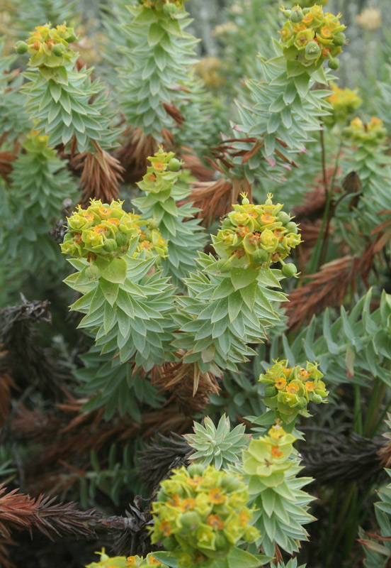 <i>Euphorbia pithyusa</i> L. subsp. <i>pithyusa</i>