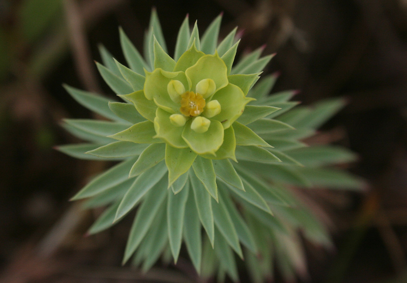 Euphorbia pithyusa L. subsp. pithyusa {F 3026}