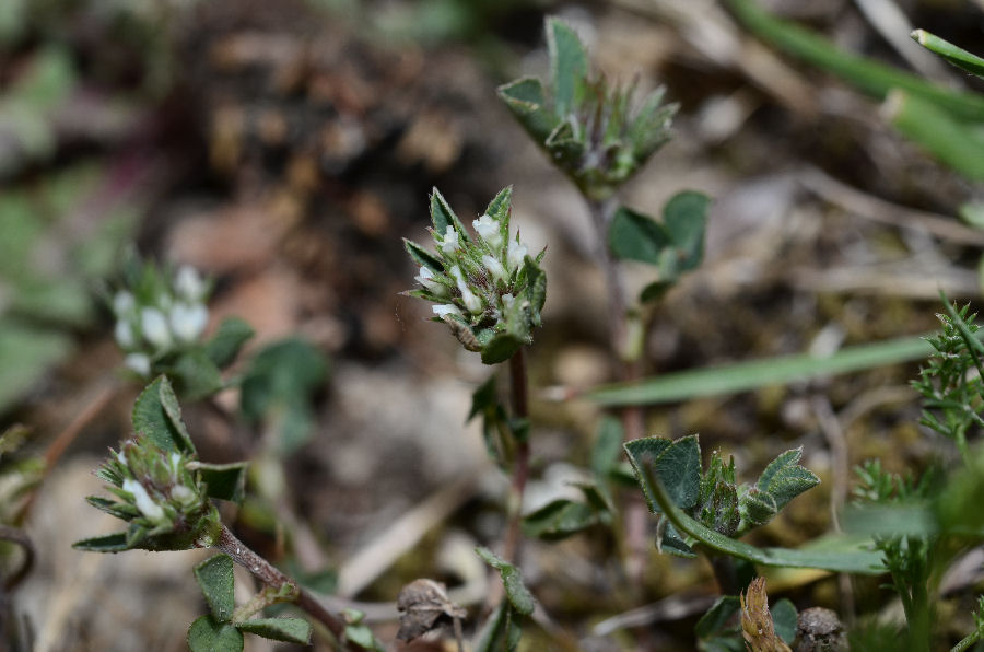 Riserva-Monterano-22_Trifolium-scabrum_2015516m157.jpg