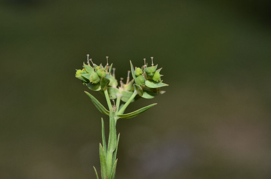 Riserva-Monterano-24_Euphorbia-exigua_2015516m180.jpg