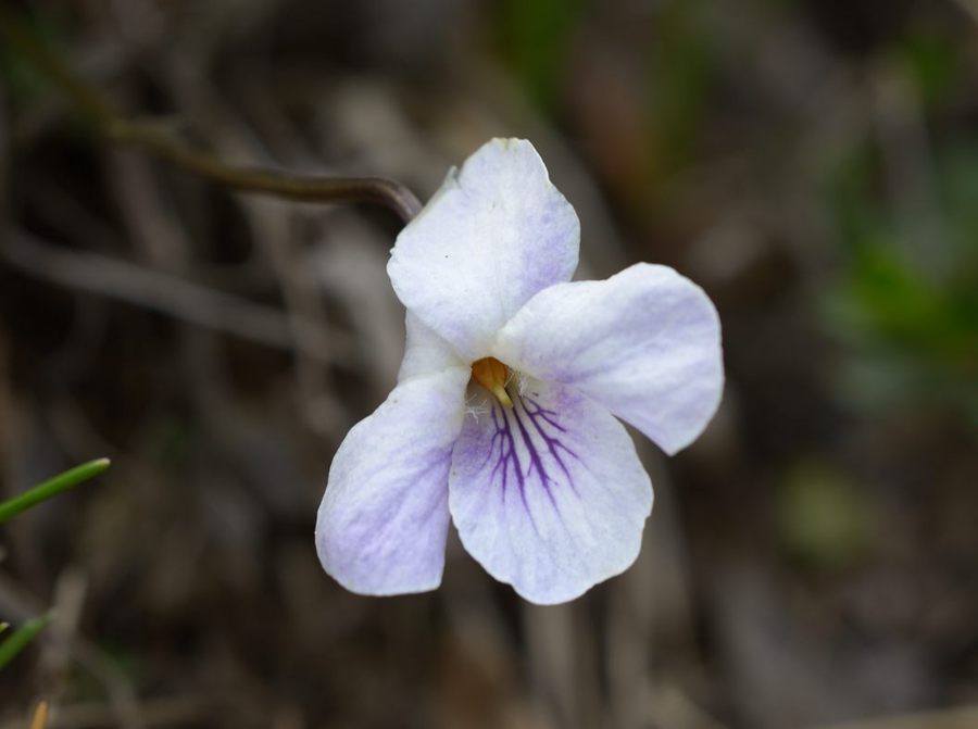 <i>Viola thomasiana</i> Songeon & E.P.Perrier