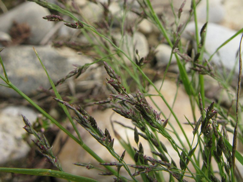 <i>Eragrostis pilosa</i> (L.) P.Beauv.