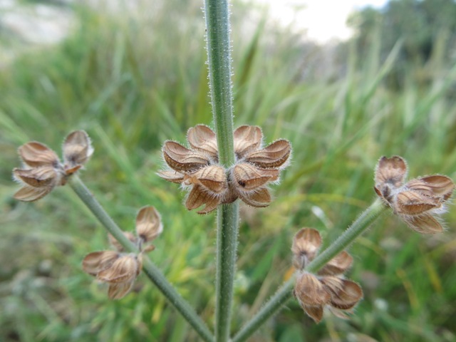 <i>Salvia clandestina</i> L.