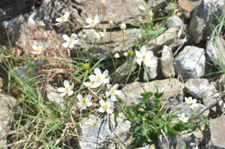 Ranunculus_platanifolius_2015521.jpg