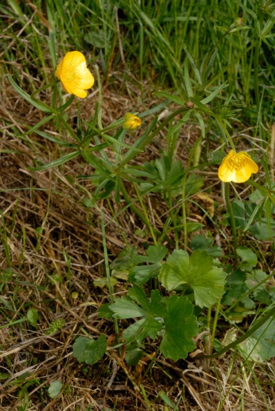 <i>Ranunculus bovioi</i> Dunkel