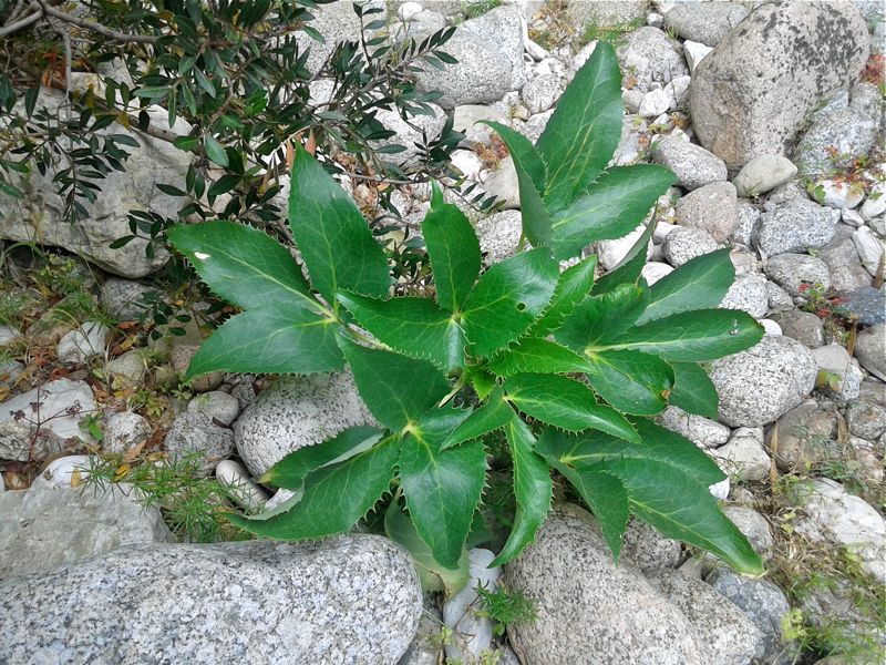 <i>Helleborus lividus</i> Aiton subsp. <i>corsicus</i> (Briq.) P.Fourn.