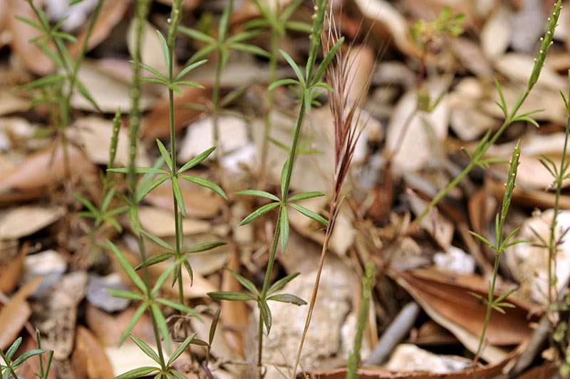 <i>Crucianella latifolia</i> L.