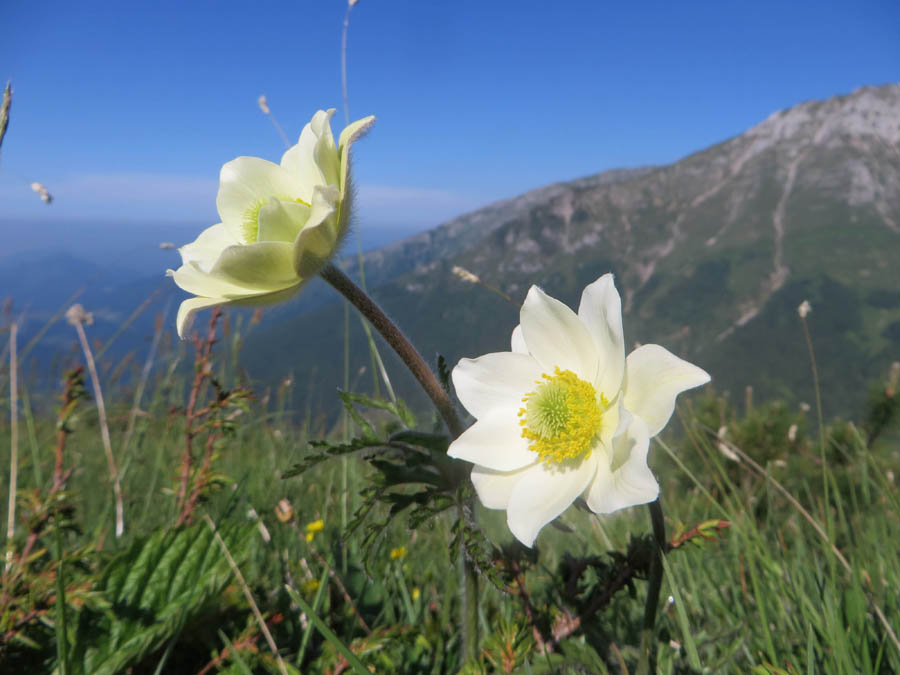 <i>Pulsatilla alpina</i> (L.) Delarbre