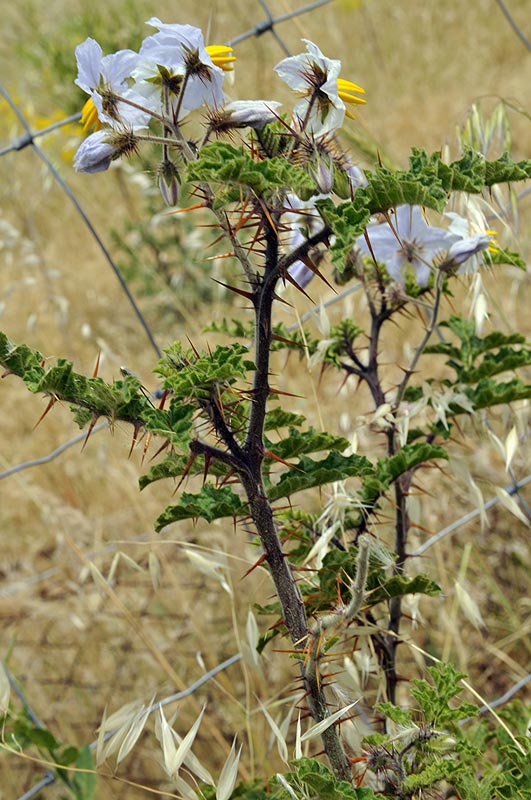 <i>Solanum sisymbriifolium</i> Lam.