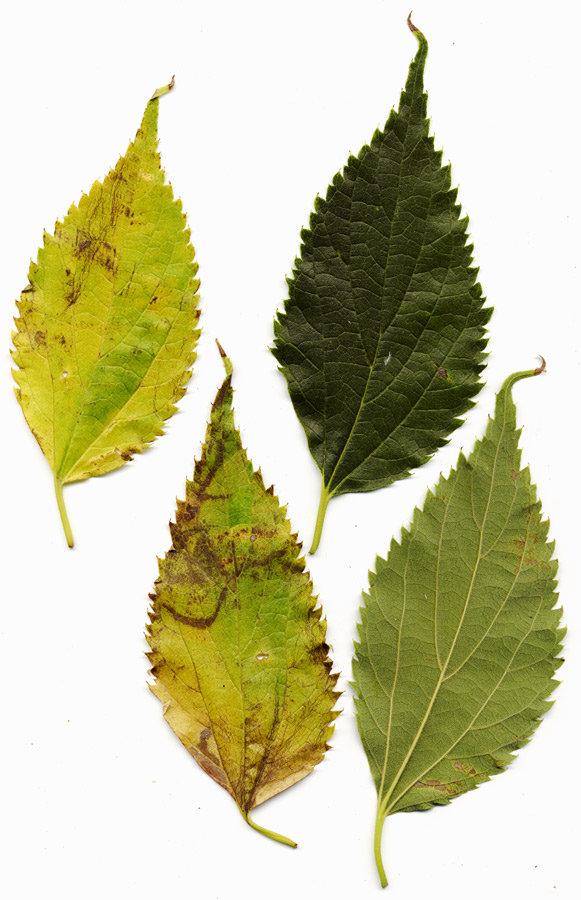 Celtis australis foglie.jpg