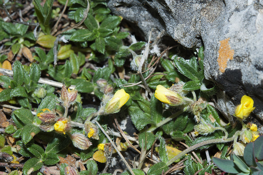 <i>Helianthemum oelandicum</i> (L.) Dum.Cours. subsp. <i>allionii</i> (Tineo) Greuter & Burdet