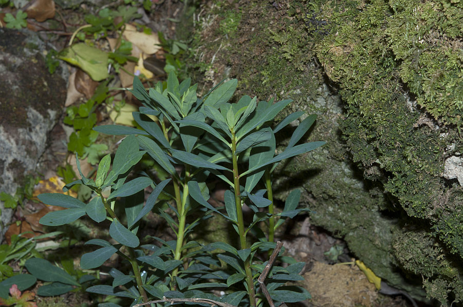 <i>Euphorbia semiperfoliata</i> Viv.