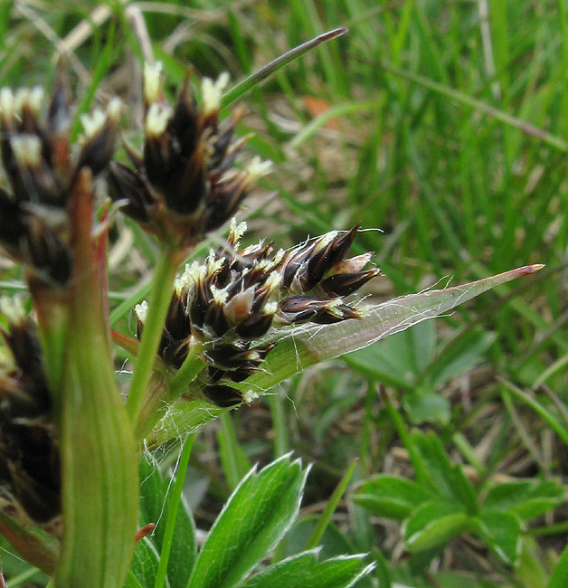 <i>Luzula alpina</i> Hoppe