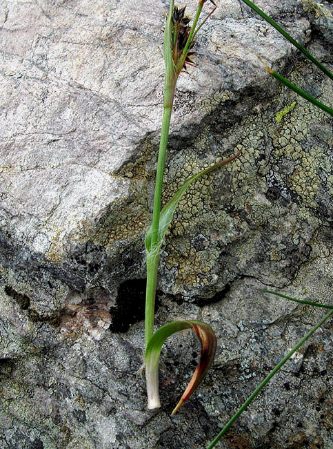 <i>Luzula alpina</i> Hoppe
