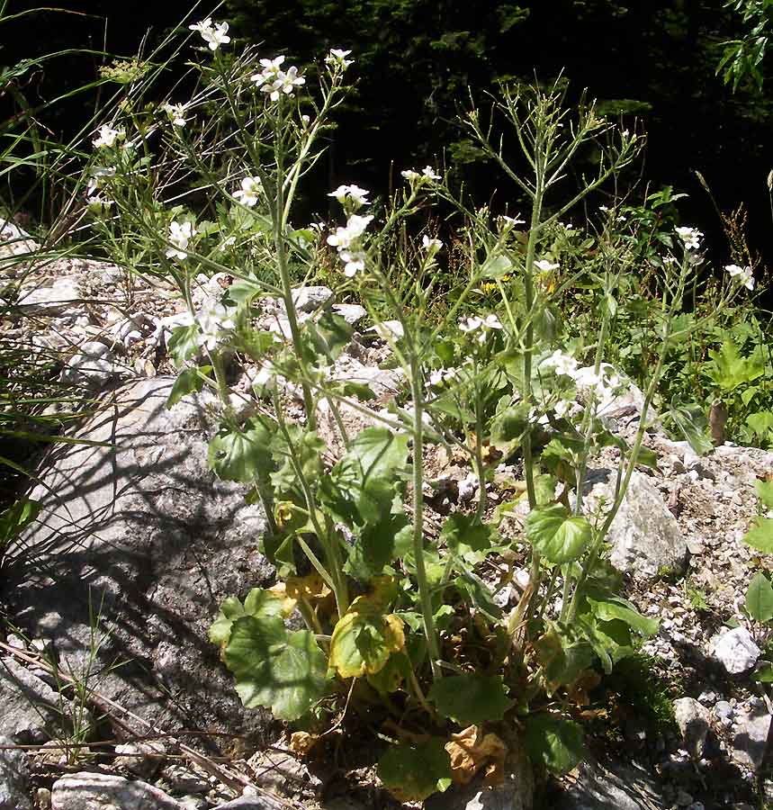 <i>Alliaria petiolata</i> (M.Bieb.) Cavara & Grande