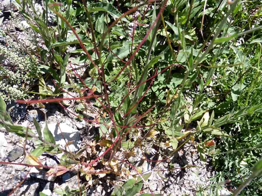 <i>Camelina sativa</i> (L.) Crantz subsp. <i>sativa</i>