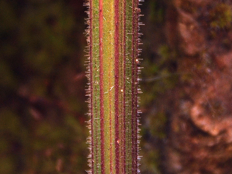 Picris-hieracioides-subsp.-.jpg