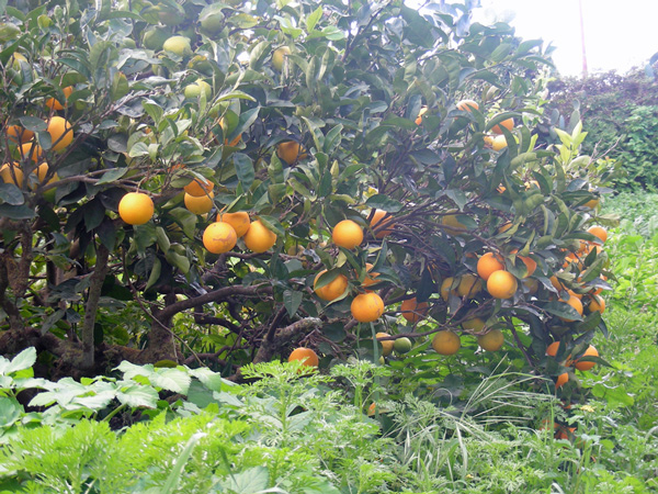 Citrus-sinensis-(3).jpg