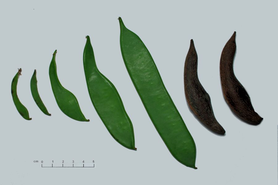 <i>Gymnocladus dioicus</i> (L.) K.Koch