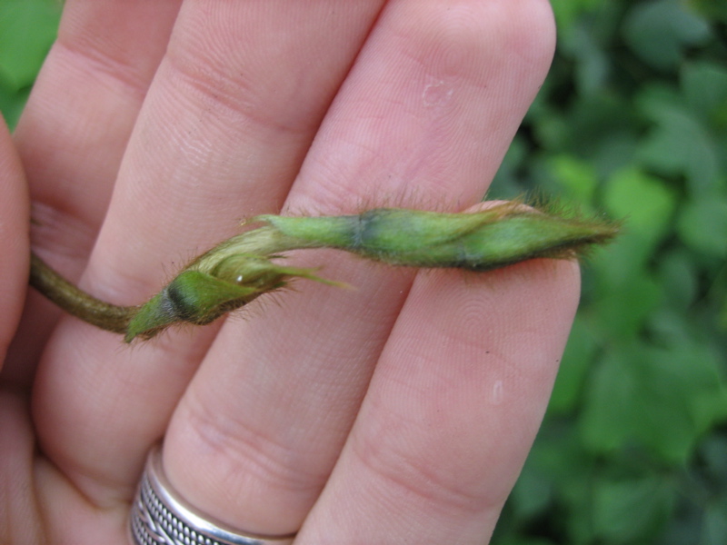 <i>Pueraria lobata</i> (Willd.) Ohwi