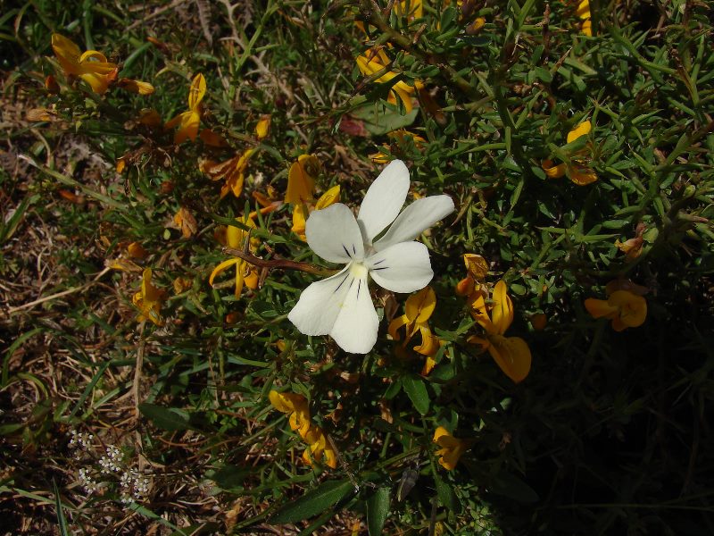 <i>Viola limbarae</i> (Merxm. & W.Lippert) Arrigoni