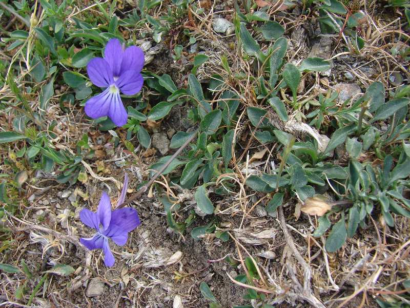 <i>Viola limbarae</i> (Merxm. & W.Lippert) Arrigoni