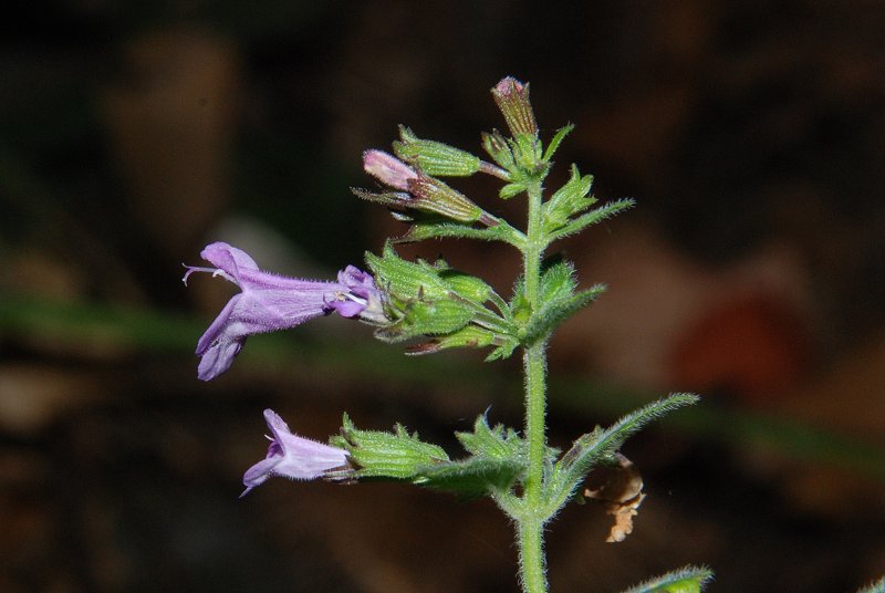 <i>Clinopodium menthifolium</i> (Host) Merino subsp. <i>ascendens</i> (Jord.) Govaerts