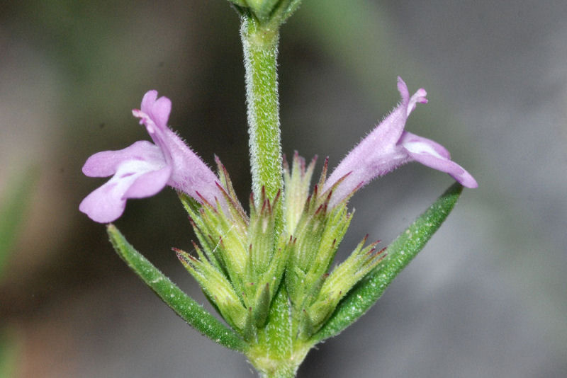<i>Micromeria graeca</i> (L.) Benth. ex Rchb.