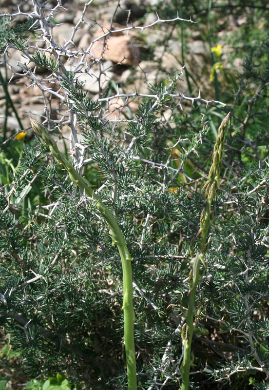 <i>Asparagus albus</i> L.