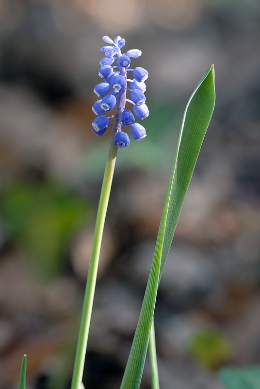 <i>Muscari botryoides</i> (L.) Mill. subsp. <i>botryoides</i>