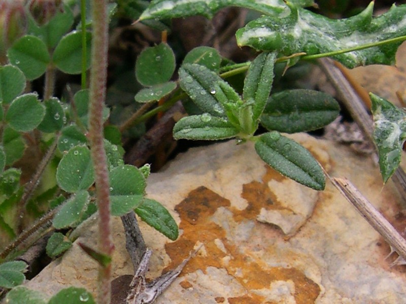 <i>Helianthemum nummularium</i> (L.) Mill. subsp. <i>semiglabrum</i> (Badarò) M.Proctor