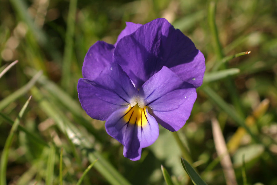 <i>Viola eugeniae</i> Parl.