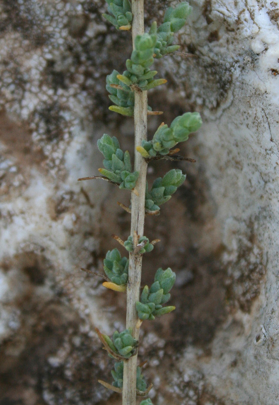 Salsola vermiculata L. {F 6477}