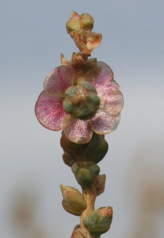 Salsola vermiculata L. {F 6477}