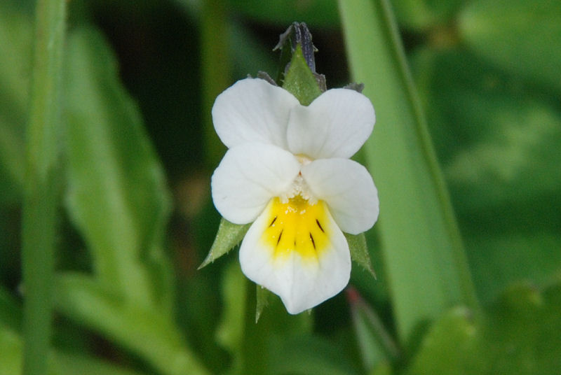 <i>Viola arvensis</i> Murray