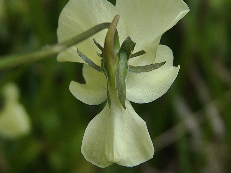 <i>Viola cassinensis</i> Strobl
