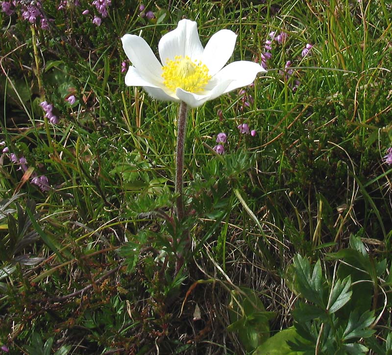 <i>Pulsatilla alpina</i> (L.) Delarbre subsp. <i>austriaca</i> Aichele & Schwegler