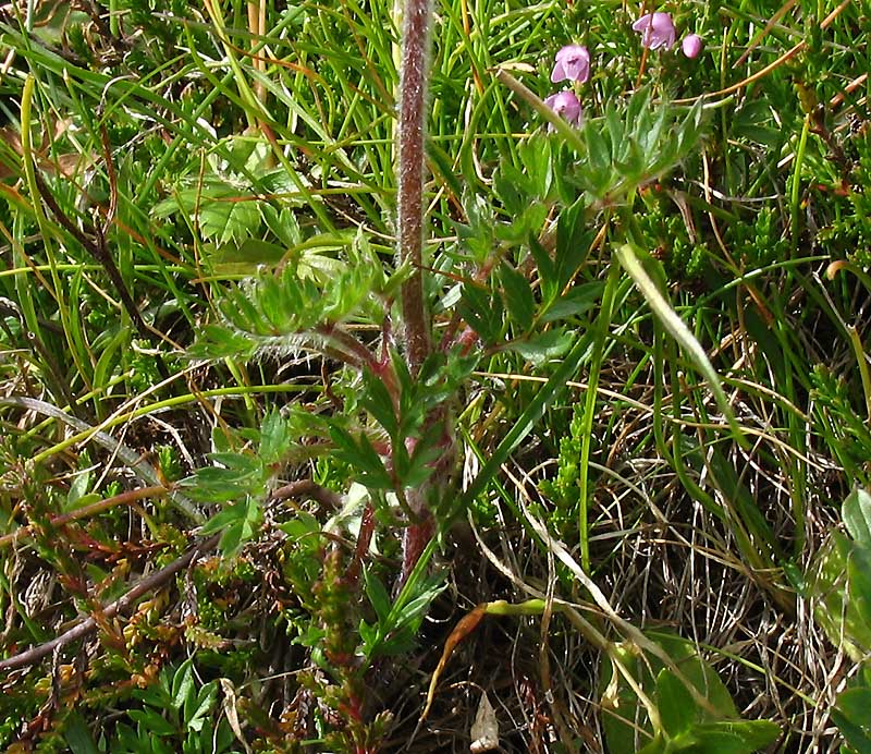 <i>Pulsatilla alpina</i> (L.) Delarbre subsp. <i>austriaca</i> Aichele & Schwegler