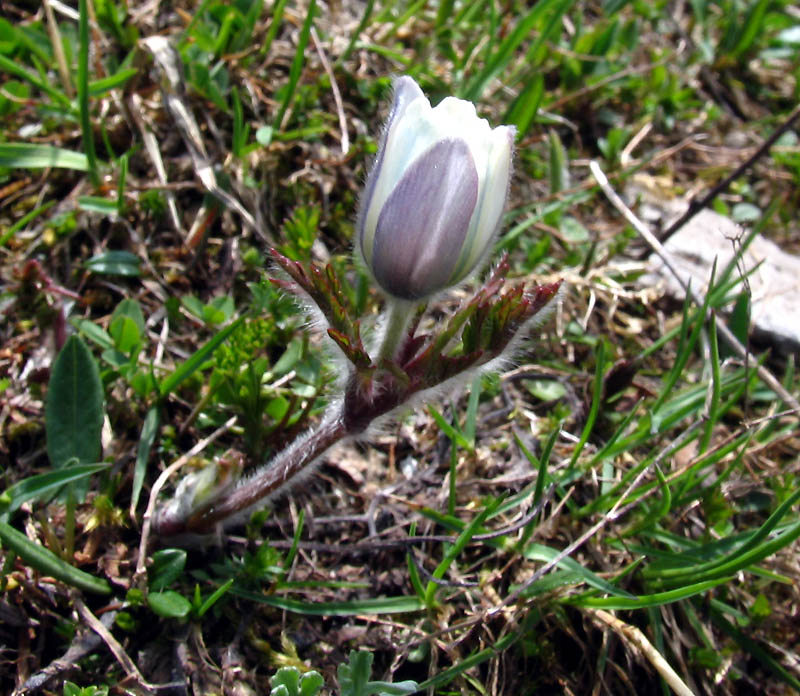 <i>Pulsatilla alpina</i> (L.) Delarbre subsp. <i>austroalpina</i> D.M.Moser