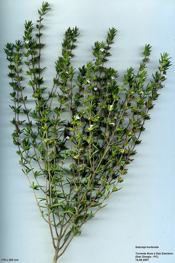 <i>Satureja hortensis</i> L.