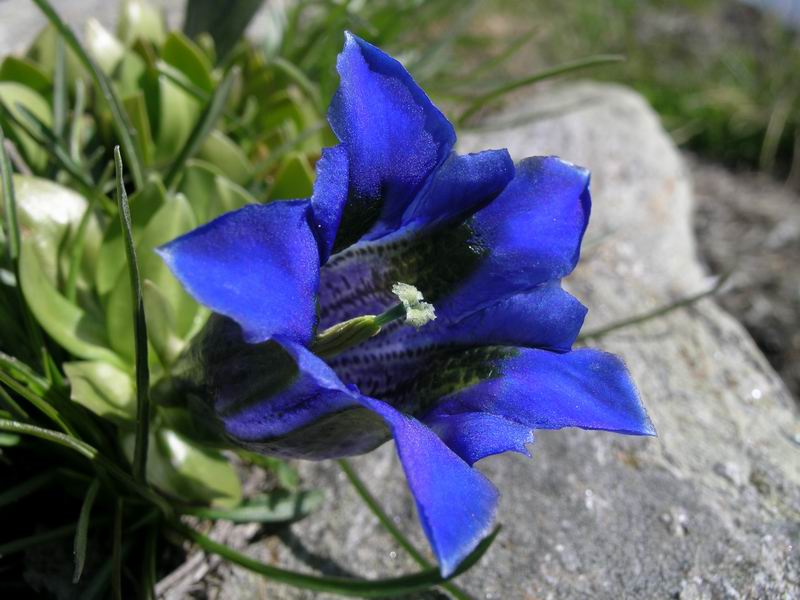 <i>Gentiana alpina</i> Vill.