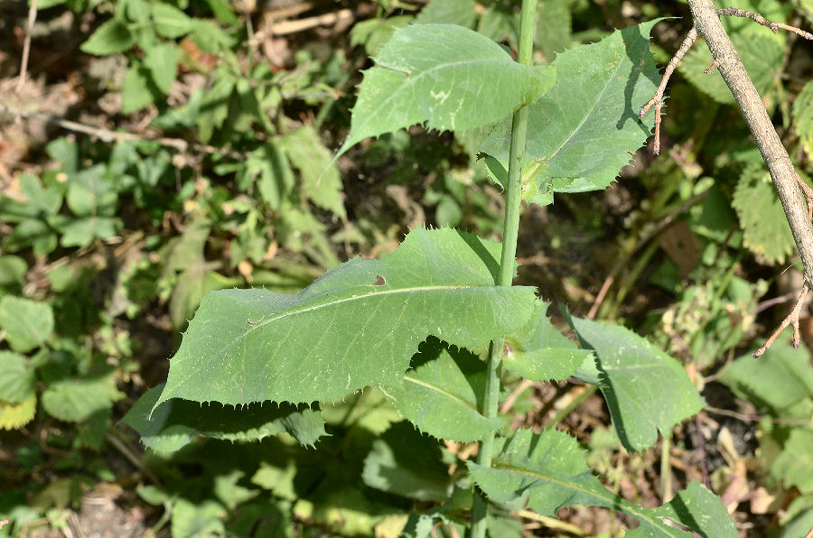 <i>Lactuca macrophylla</i> (Willd.) A.Gray
