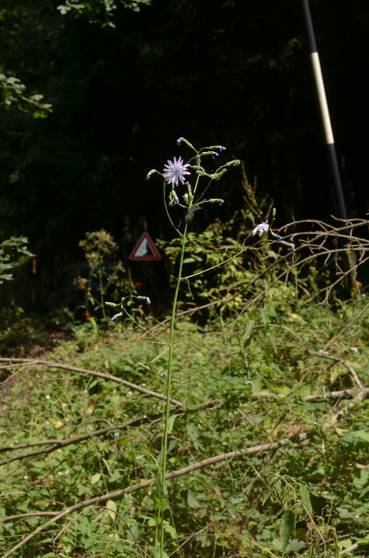 <i>Lactuca macrophylla</i> (Willd.) A.Gray