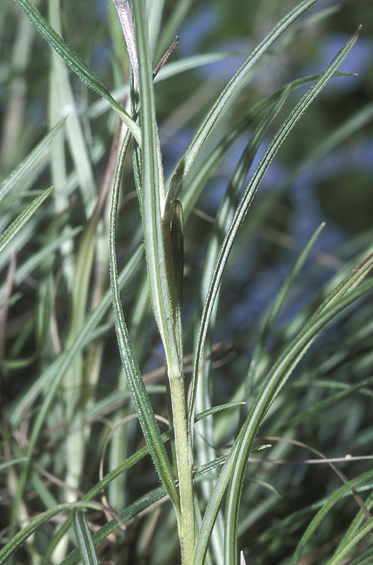 <i>Moltkia suffruticosa</i> (L.) Brand subsp. <i>suffruticosa</i>