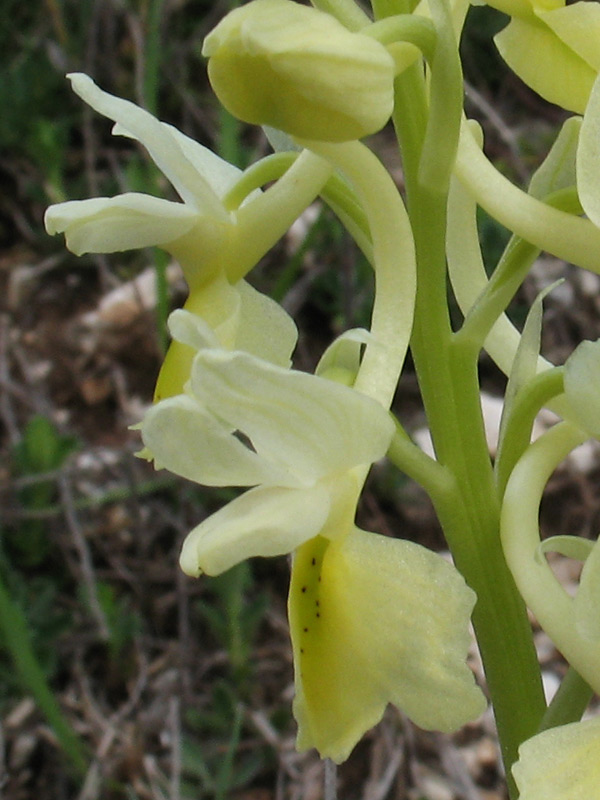 <i>Orchis pauciflora</i> Ten.