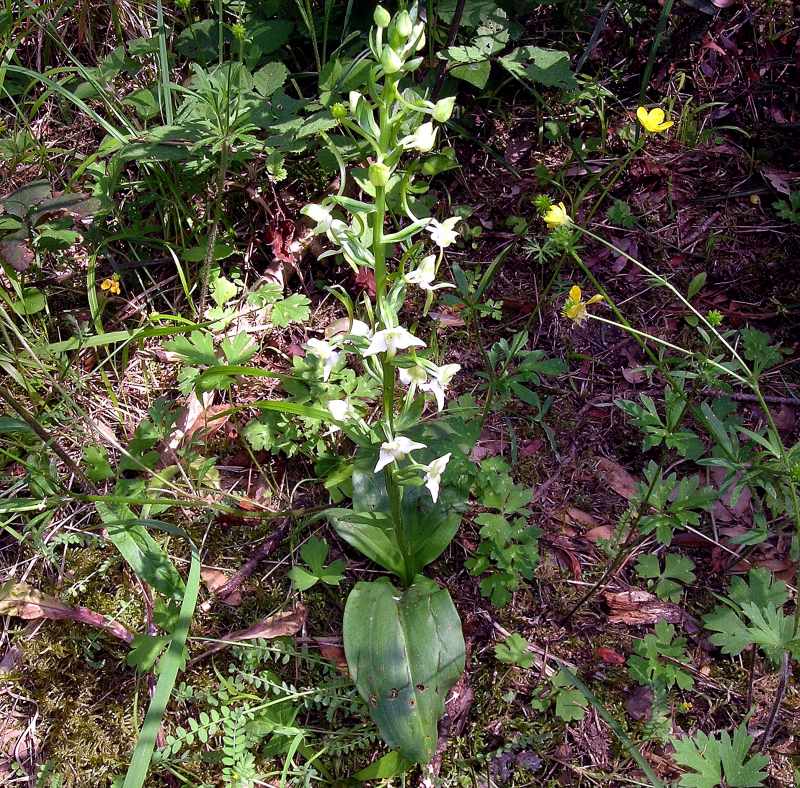 <i>Platanthera chlorantha</i> (Custer) Rchb.