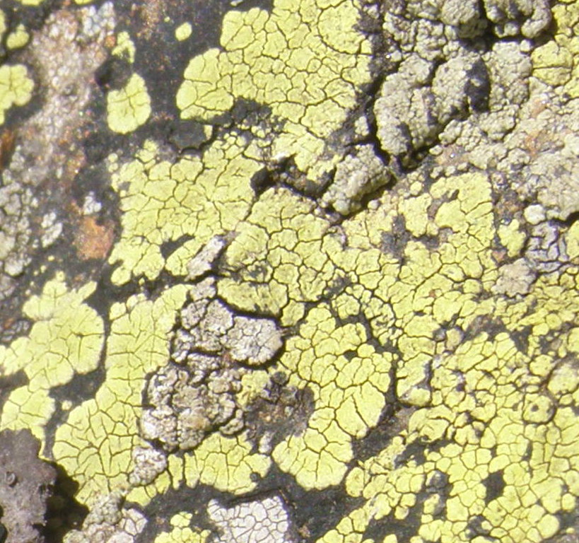 lichene1.jpg